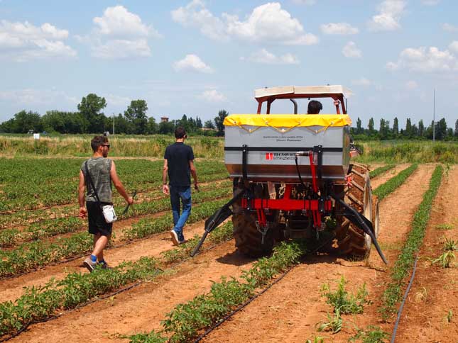 concimazione di precisione del pomodoro